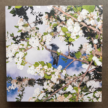 Ljudbilden Boelja – Embers