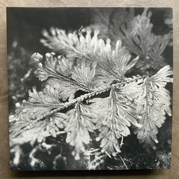 Ssabae - Le Roi Est L’oiseau