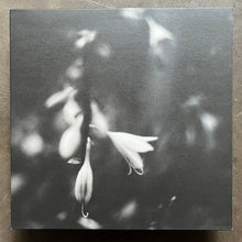 Painting Petals On Planet Ghost – Transparent Winter